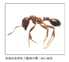 ヒアリを横から拡大して写した写真