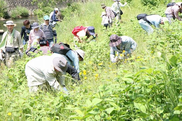 香流川でたくさんの参加者がオオキンケイギクを駆除している写真