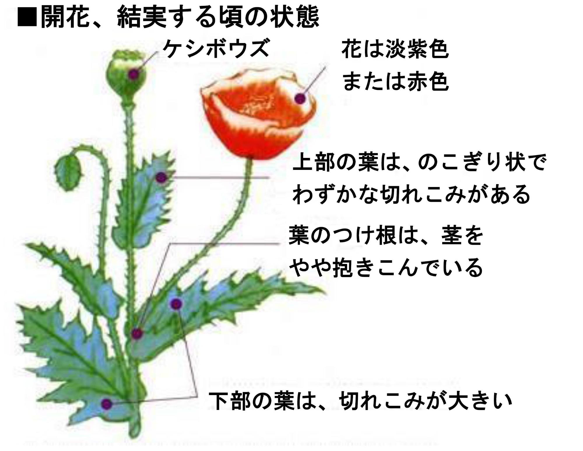 ケシの花のイラスト