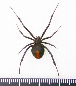 セアカゴケグモの大きさを調べている写真