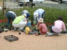 歩道の花壇にサルビアの花を植えている市民たちの写真