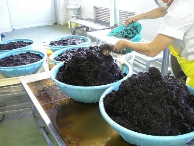 白い作業着に黄色のエプロンを着用したスタッフが、大きな水色のザルに大量のひじきを洗っている写真