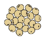 大豆のイラスト