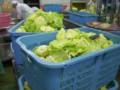 大きな水色のかごに、大量の一枚ずつ葉を剥いたキャベツが入っている写真