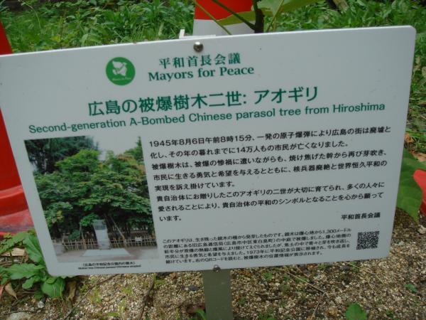 広島の被爆樹木二世 アオギリについて書いてある看板の写真