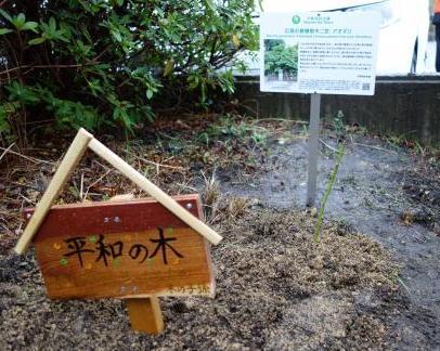 木材で作られた平和の木と書かれた看板とアオギリについて書いてある看板が建てられており、その横にアオギリの苗が植えてある写真