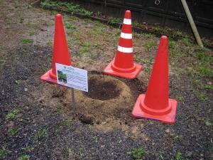 アオギリの苗が植えられている周りに3つの赤色のコーンが置かれ、看板が建てられている写真
