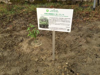 クスノキの苗木の横に看板が建てられている写真