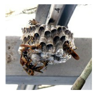 シャワーヘッドのような形をしたハチの巣に出入口がたくさんあって蜂が群がっている写真
