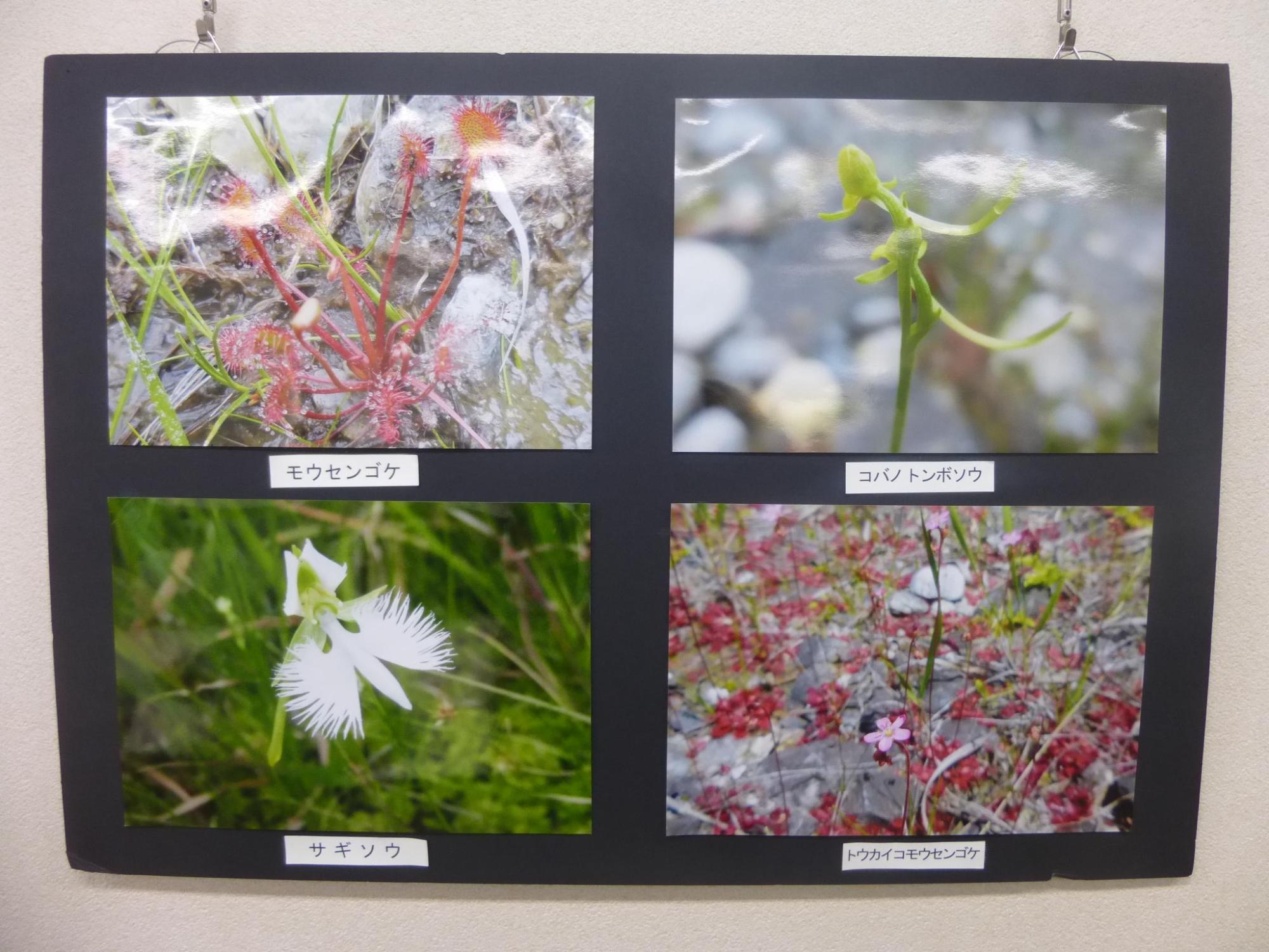 自然環境講座で使われた4枚の写真をまとめて写した写真