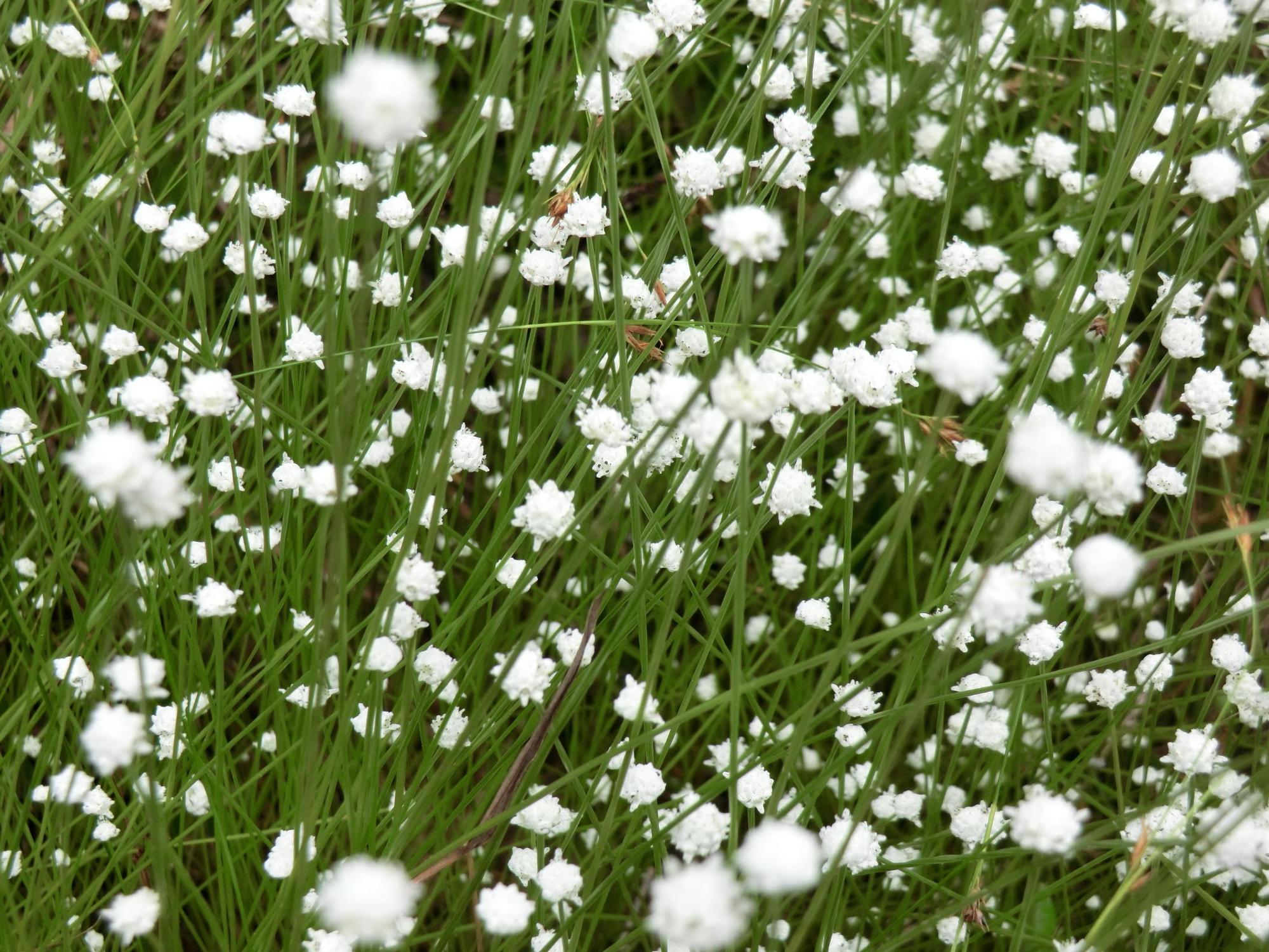 緑の細い茎の先に丸い白い花が咲いているシラタマホシクサの写真