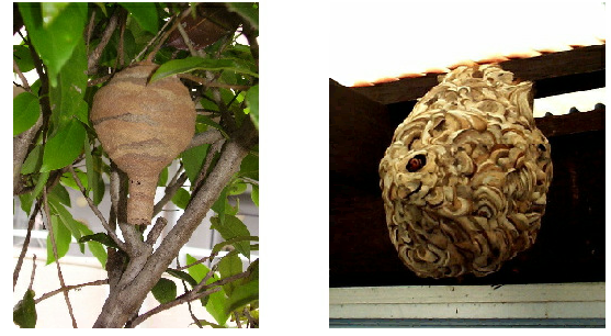 左側は木にぶら下がったとっくりを逆さにした形のハチの巣、右側は天井にぶら下がったマーブル模様のハチの巣の写真