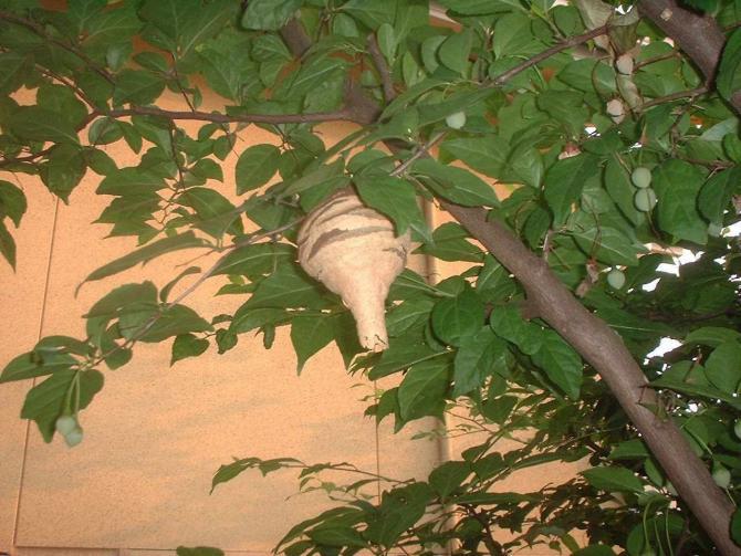 木に造られたとっくりを逆さまにしたようなスズメバチ初期の巣の写真