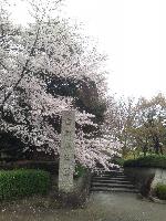 kosennjoukouensakura