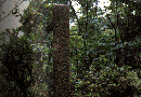 木々が生い茂った場所に細長い石碑が建てられた、堀久太郎秀政本陣地跡の写真