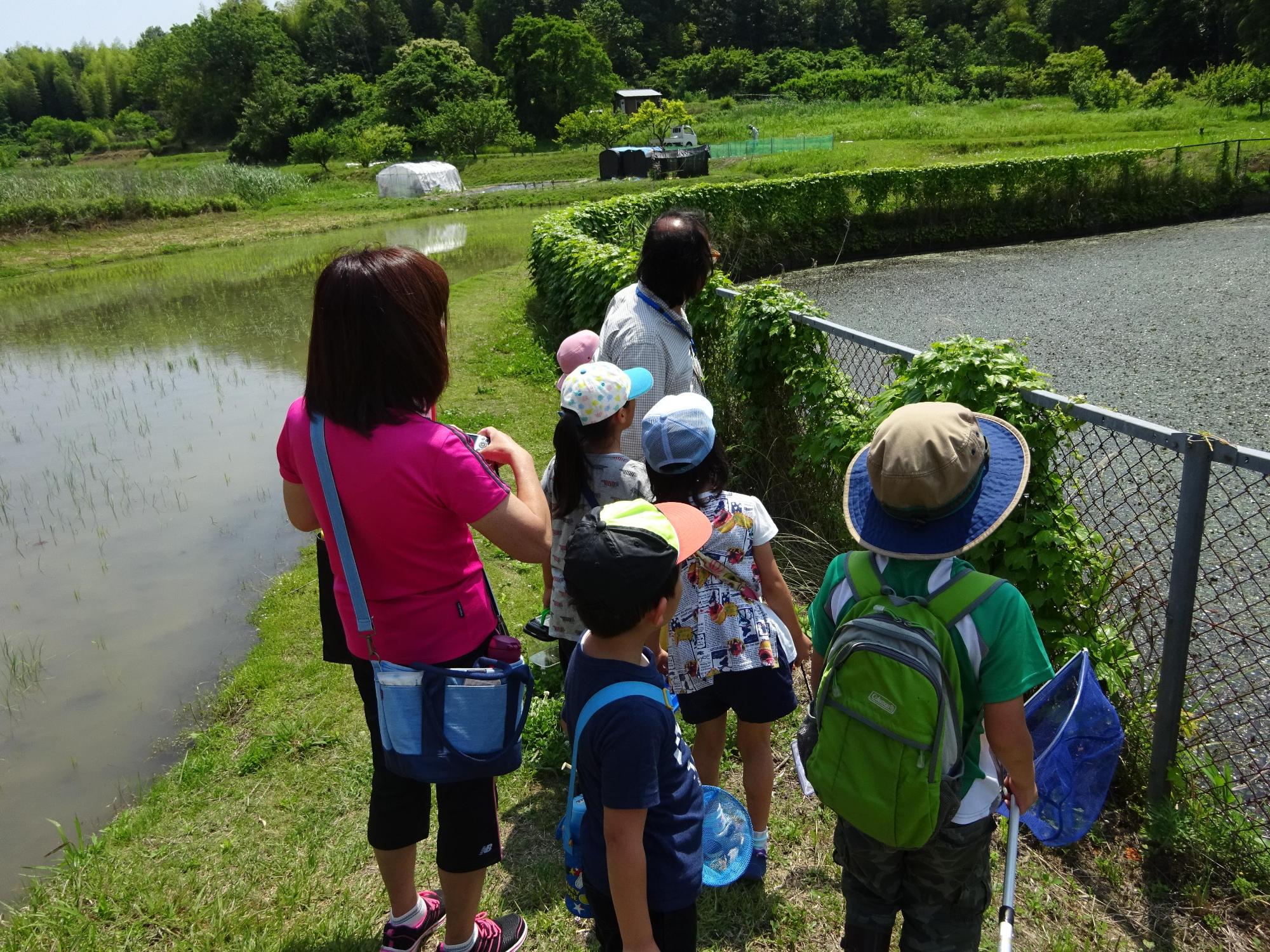 男の子や女の子が引率者に連れられて田んぼの横にある池のようなところを見ている写真