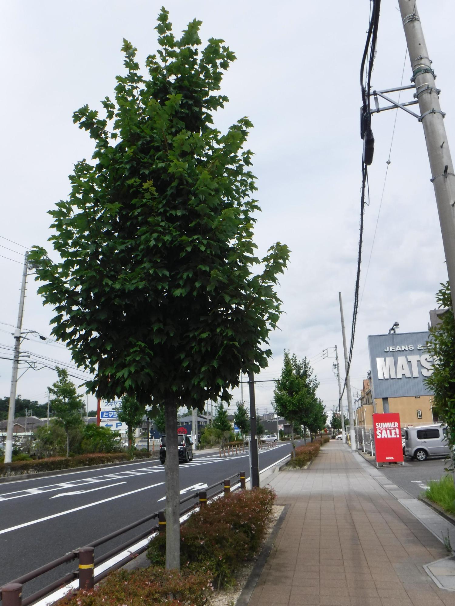 緑に生い茂ったハナノキの下にアベリアが植えられている通りの写真