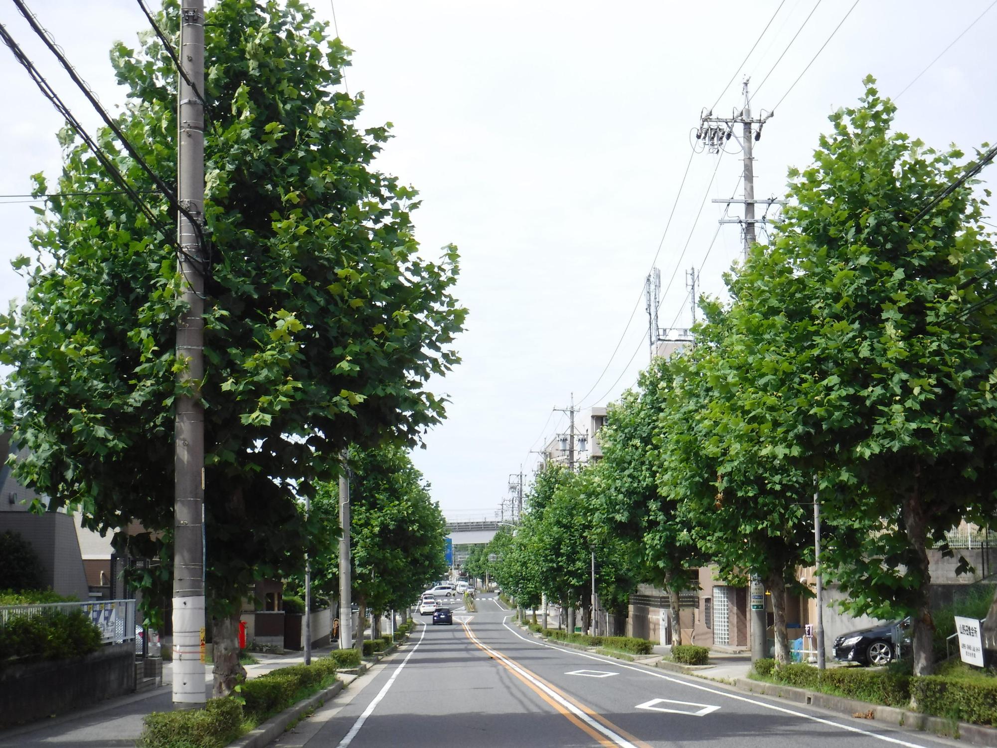 緑に生い茂ったプラタナスの木が道路沿いに植えられている写真