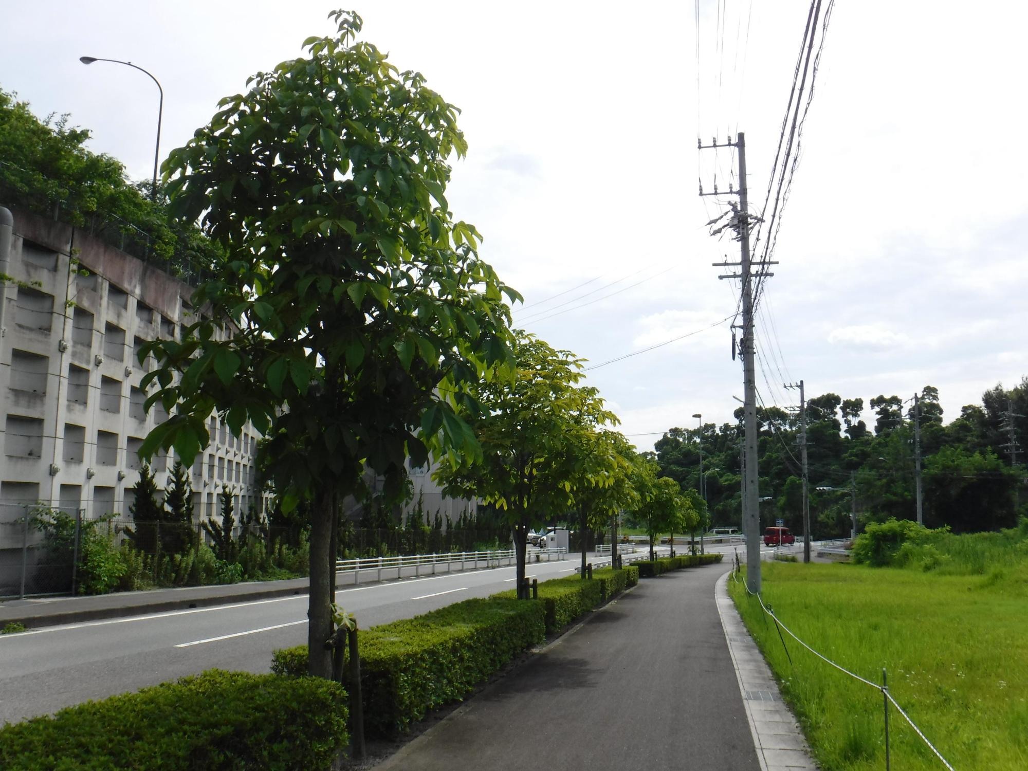 緑に生い茂ったトチノキの下にヒラドツツジが植えられている通りの写真