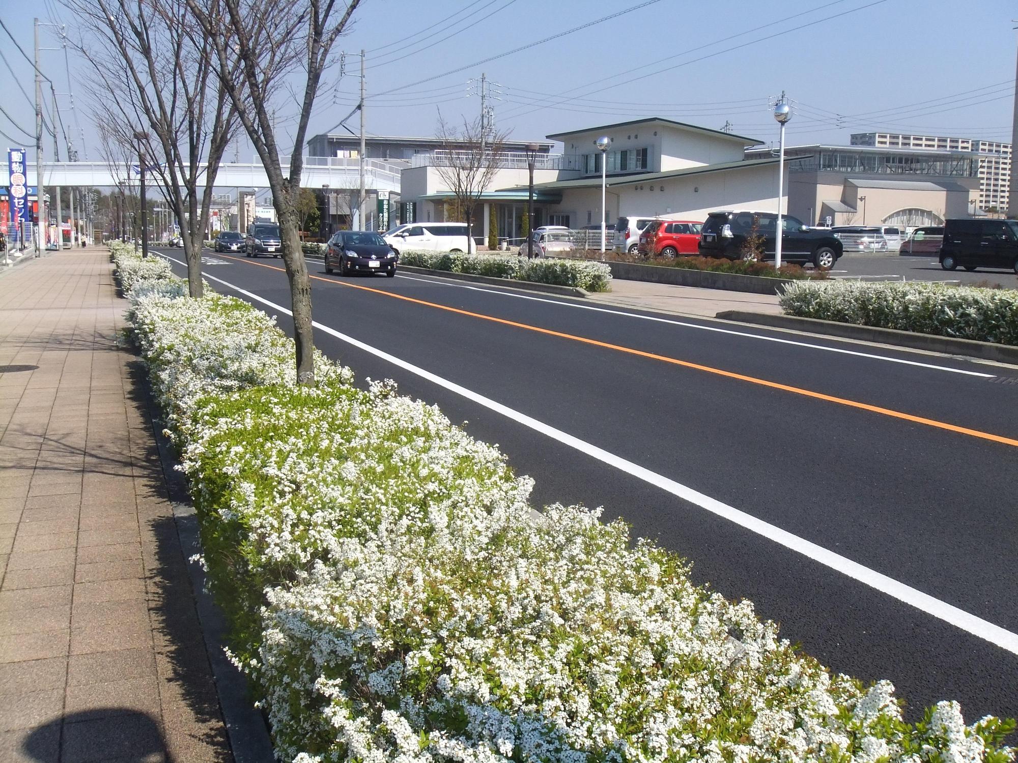 歩道にユキヤナギの白い花がきれいに咲いており、その間にケヤキが植えられている通りの写真