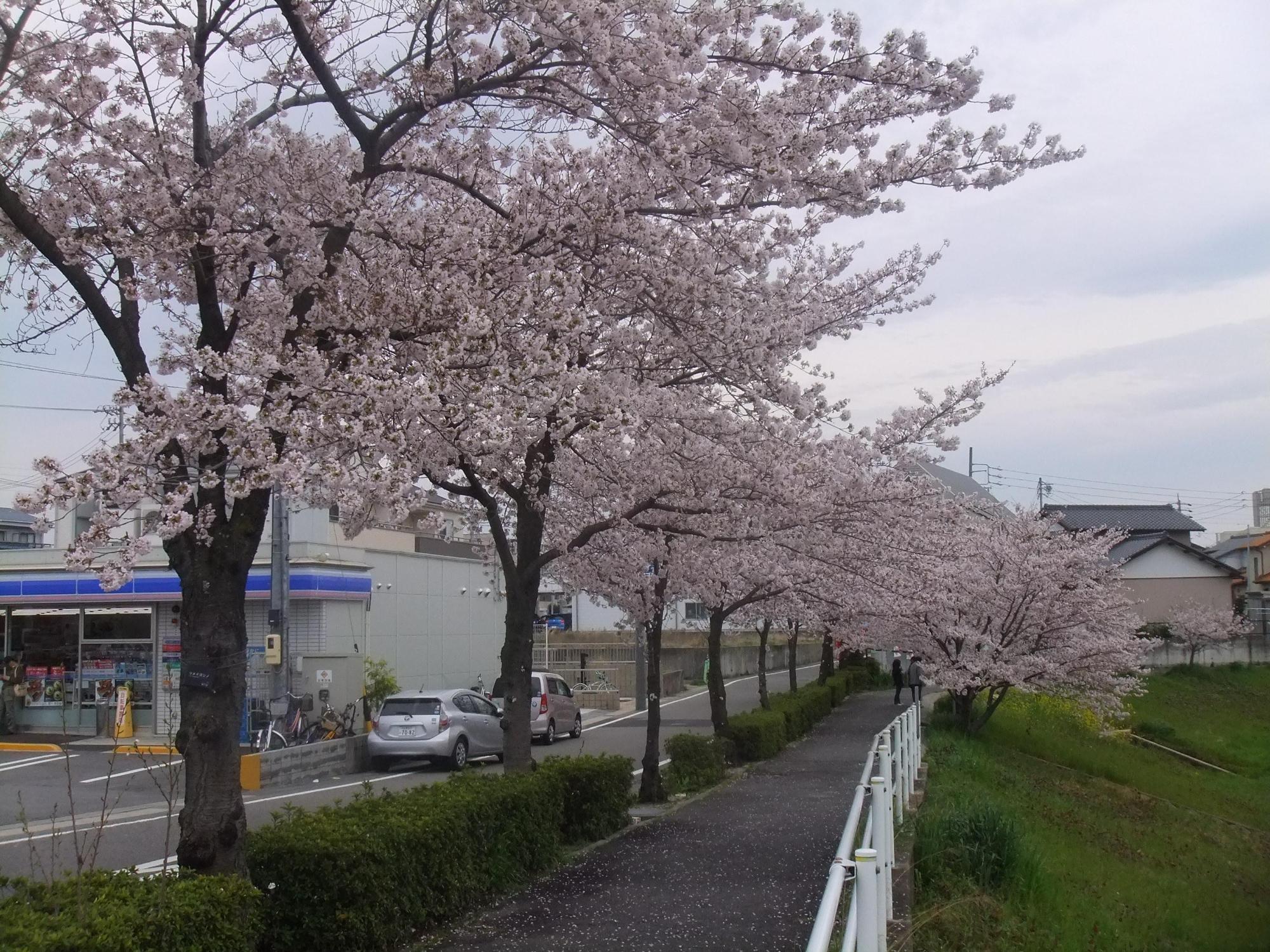 コンビニ前の道路沿いの桜並木の写真