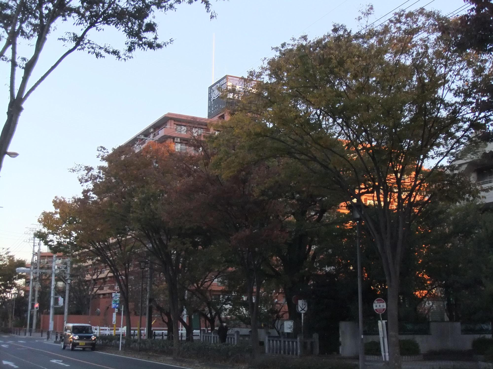 道路端のケヤキが赤や黄色に紅葉している写真