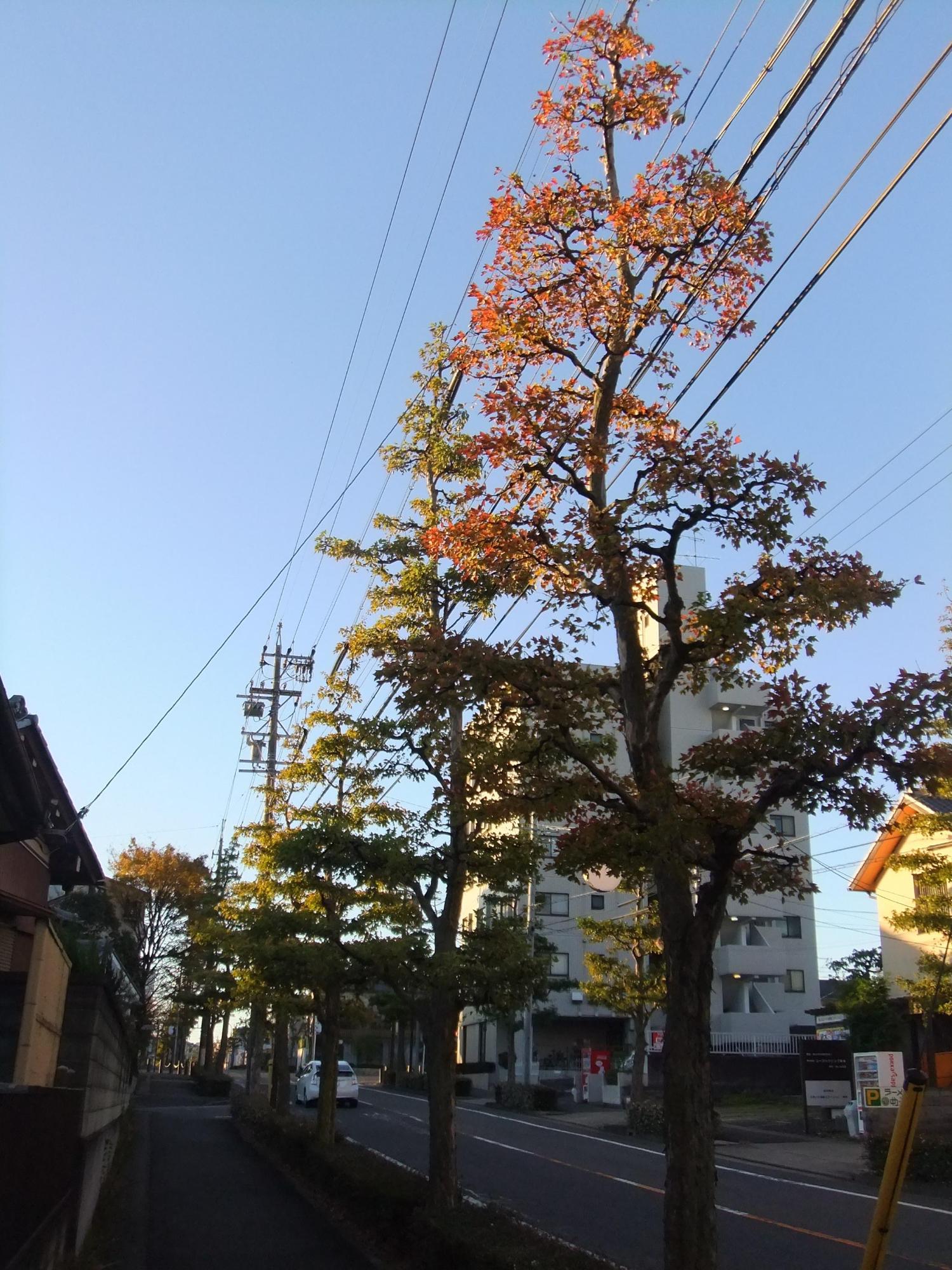 赤く紅葉している夕暮れ時のトウカエデの写真