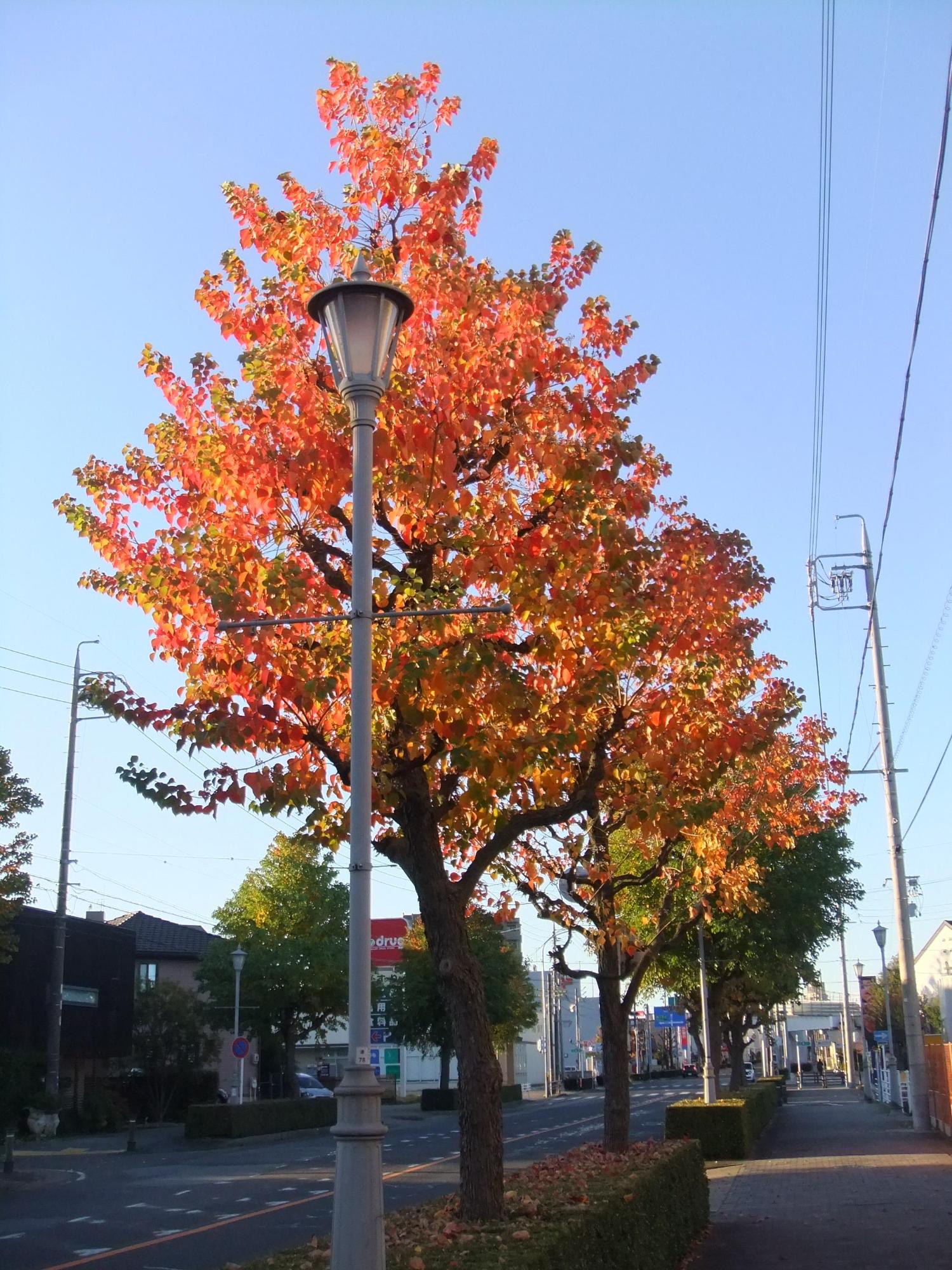 赤く紅葉しているナンキンハゼが道路沿いにいくつも連なっている写真