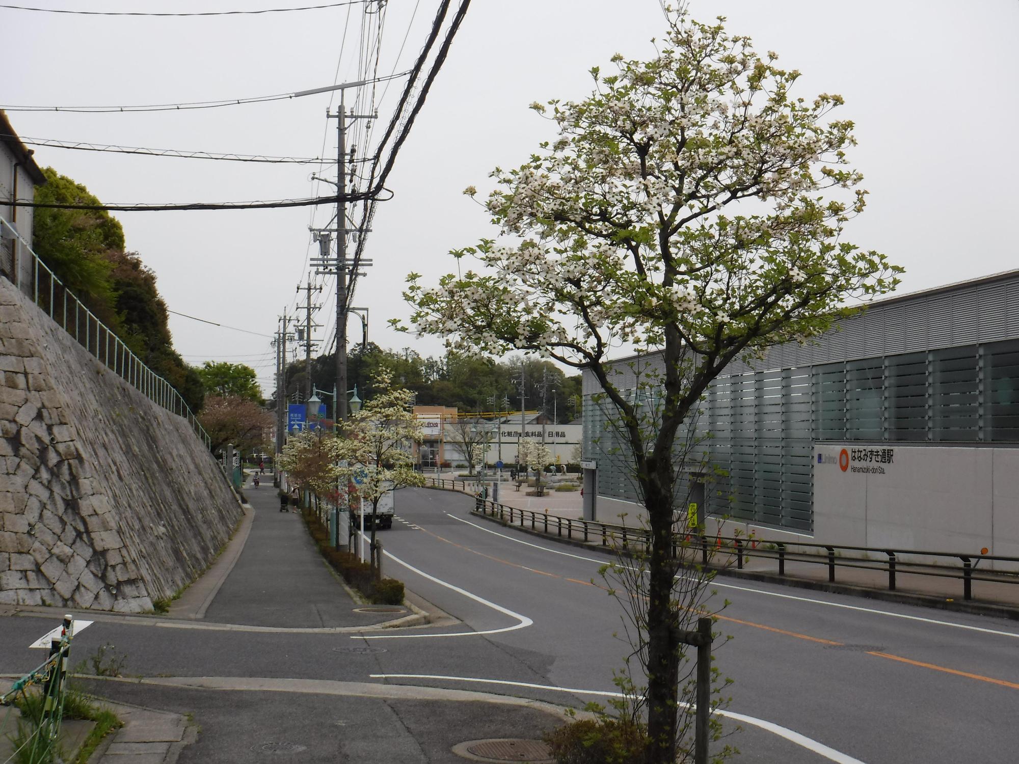 白いハナミズキの花が咲いているハナミズキ通りの写真