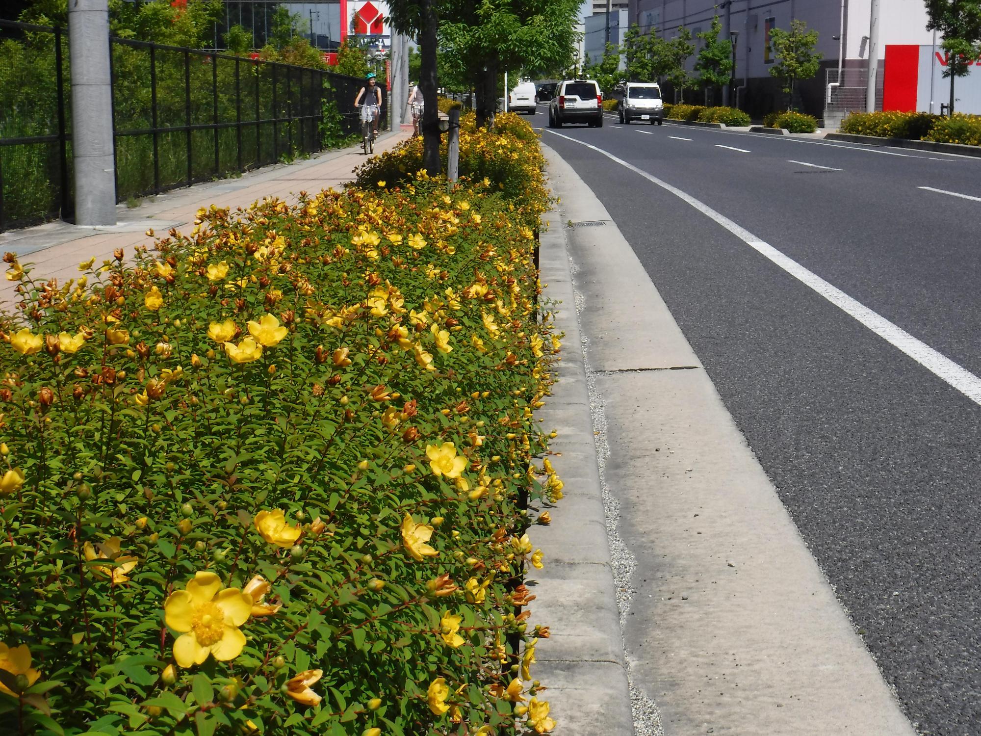 歩道に黄色いヒペリカムヒデコートが絨毯のようにきれいに咲いている写真
