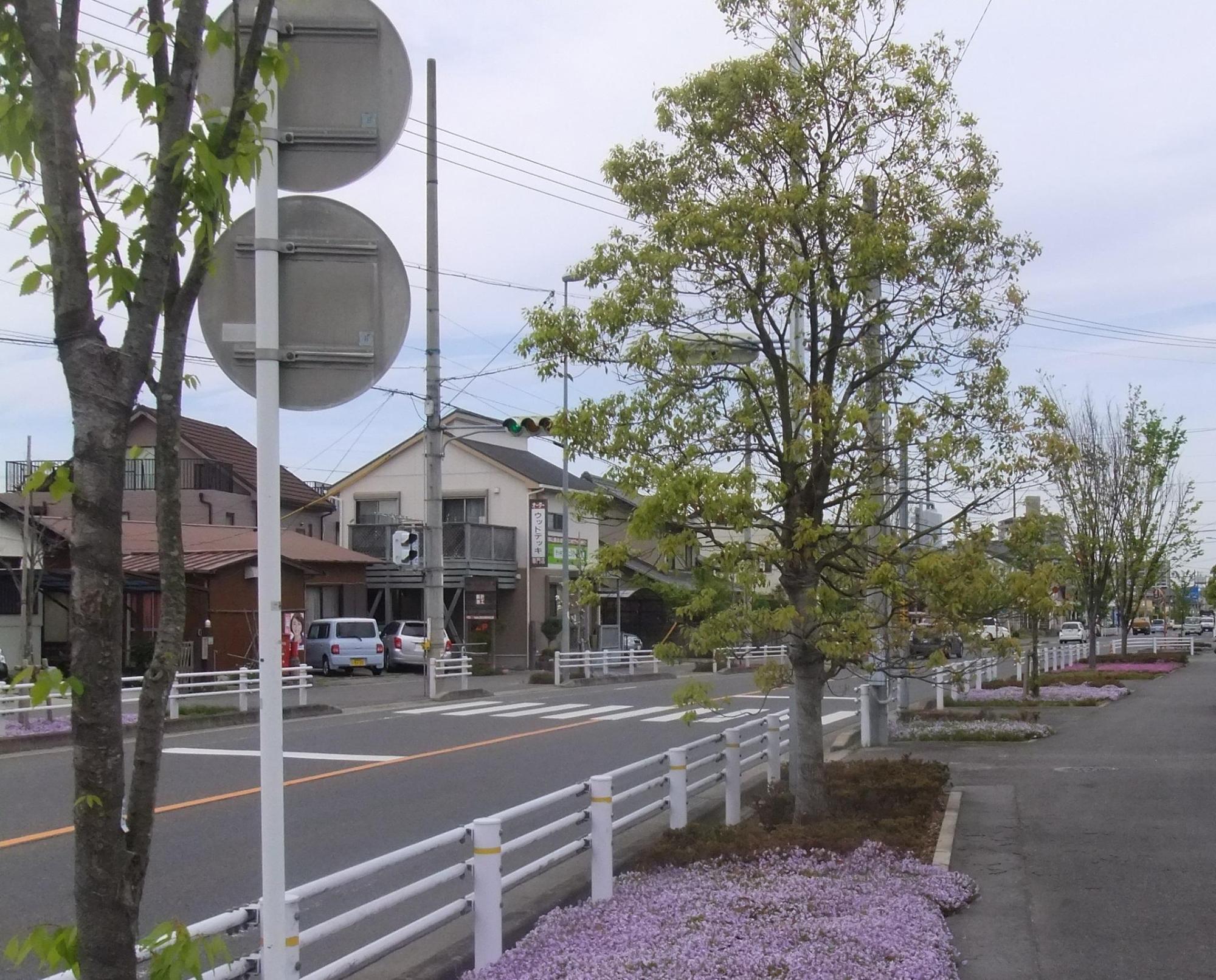 道路沿いに植えられたクスノキの下に薄ピンクのシバザクラが絨毯のように咲いている写真