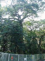石作神社にあるクロガネモチ樹木の写真