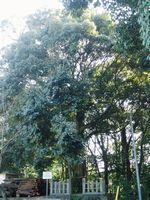 石作神社周辺にあるツブラシイ樹木の写真