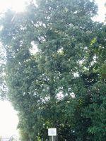 景行天皇社にあるウラジロガシ樹木の写真