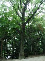 景行天皇社にあるアベマキ樹木の写真