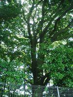 青々とした木の枝が生い茂っているツクバネガシ樹木の写真
