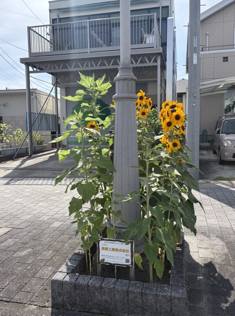 ひまわり
