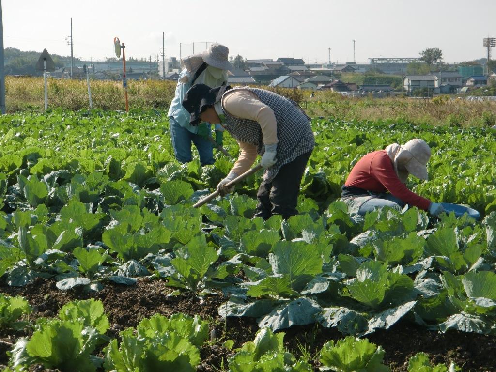 畑に緑色の野菜がたくさん植えられており3名の方々が作業をしている写真