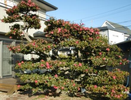 住宅前に赤い花を咲かせたカンツバキの写真