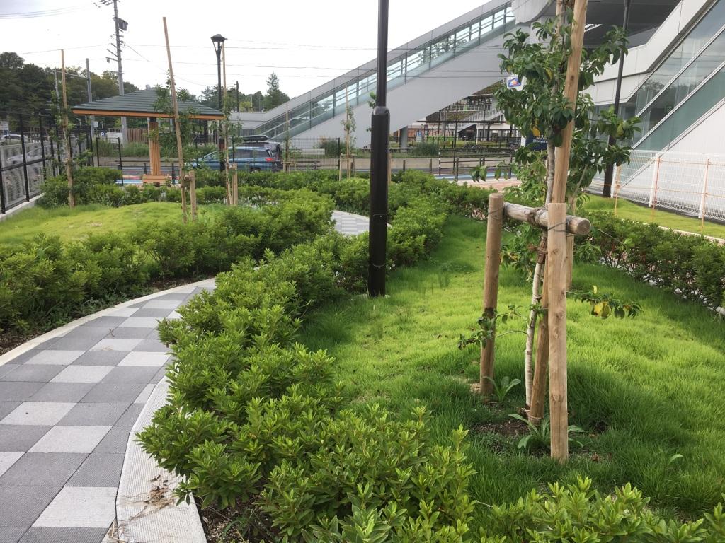 長久手中央1号（ながくてちゅうおういちごう）広場内の歩道とその横に植えられてある植栽の写真