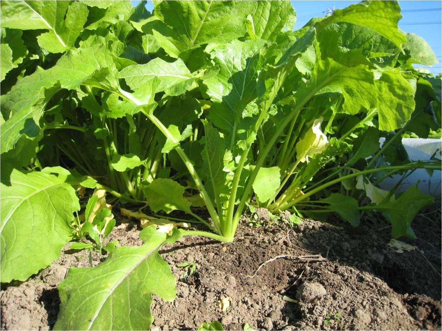 土に植えられている真菜の写真