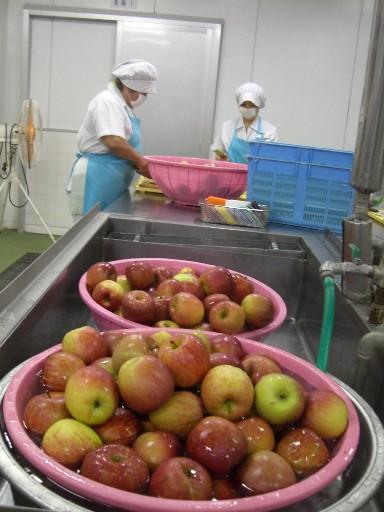 白い作業着と帽子を被り水色のエプロンを着用したスタッフ2名が作業をしている手前に、ピンク色のかご2つに山盛りのリンゴが置いてある写真