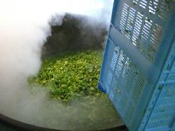 大きな釜の中に水色のかごいっぱいに摘まれたなばなを入れ茹でて蒸気がモクモクしている写真