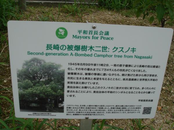 長崎の被爆樹木二世 クスノキについて書いてある看板の写真