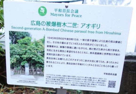 広島の被爆樹木二世 アオギリについて書いてある看板の写真