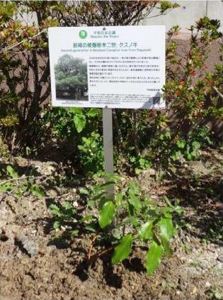 植樹されたクスノキの苗木と説明分の書かれた立札の写真