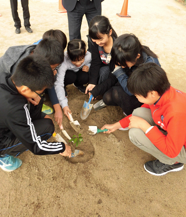 生徒7名が、校庭にスコップで穴を掘って、クスノキの苗木を植えている写真