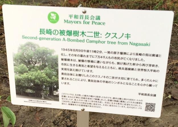 長崎の被爆樹木二世 クスノキと書かれた看板の写真