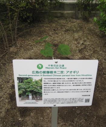 植樹されたアオギリの苗木と説明分の書かれた立札の写真