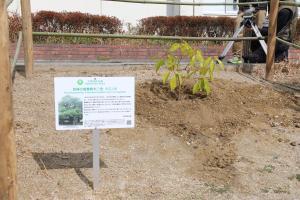 土にクスノキの苗木が植えられており、クスノキについての看板が建てられている写真